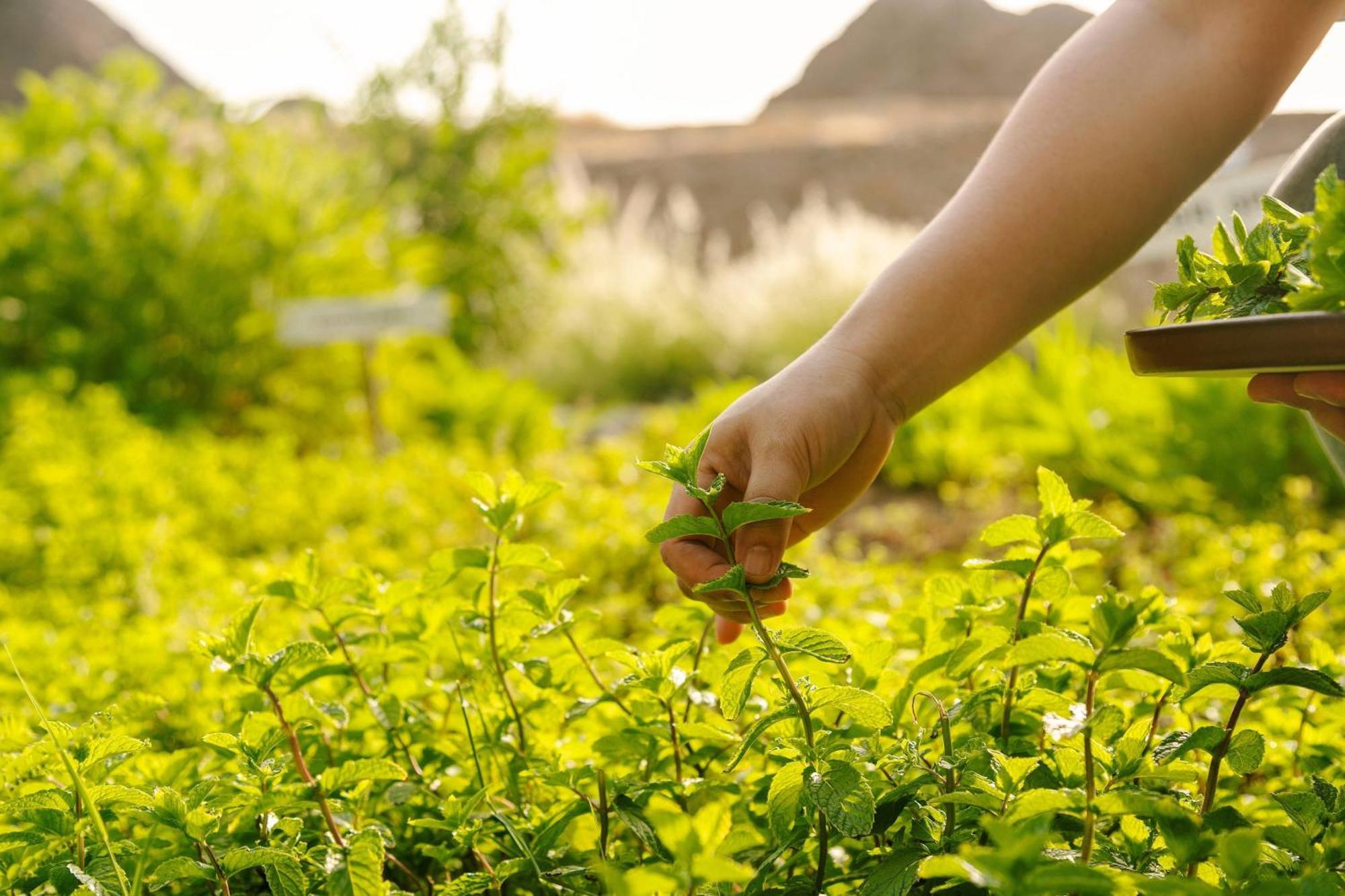Al Bustan Palace, A Ritz-Carlton Hotel Maszkat Kültér fotó Mint being harvested